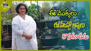 ఈ మొక్కలు ఈ సీజన్లో అస్సలు కొనకూడదు | Plants that should not buy in Winter season | Usha's Garden