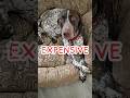 expensive trip German Shorthaired Pointer GSP puppy...😂🙃🐶 #shorts #ytshorts #dog #gsp #viral