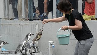 倍率３倍以上、人気のペンギン飼育係体験　長崎ペンギン水族館