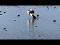 和白干潟で採餌するツクシガモ common shelduck feeding at wajiro tidal flats