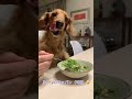 【愛犬ルゥ🐶】初めてのブロッコリー🥦