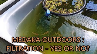 medaka rice fish outdoors - filtration yes or no