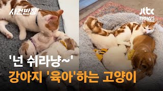 '넌 쉬라냥~'…강아지 '육아'하는 고양이 #글로벌픽 / JTBC 사건반장