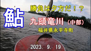 鮎釣り　九頭竜川（中部）　勝負は夕方だ！？　2023.9.19　Ayu fishing Kuzuryu River Eiheiji Town, Fukui Prefecture, Japan