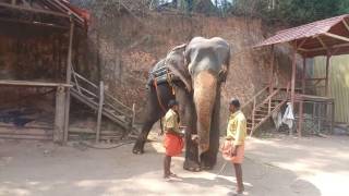 മൂന്നാർ ആന സവാരി (Munnar elephant ride)