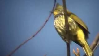 Striated Bulbul