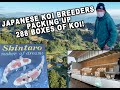 Japanese Koi Breeders Preparing Our Biggest Shipment Ever! 288 Boxes of Koi Coming To United States!