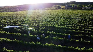 Harvest time at Jakkalsvlei 2024