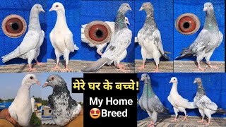 My Home Breed🤩मेरे घर के बच्चे! Lall Aankh Ke Selety Kamagar,Motiwala Golden,Kamagar,Golden Kabootar