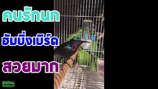 นกฮัมมิ่งเบิร์ด (Hummingbird) สวยมาก คนรักนก | SaNamDekLeN