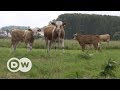 Meat production – can lab-grown meat be a magic bullet? | DW English