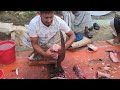 Amazing Big Katla Fish Super First Cutting Skills