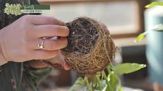 실내식물, 스파티필름 Spathiphyllum sp 분갈이 요령 알려드립니다.