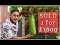 Sold My Garden Harvest To Help People In Bangladesh | Organic Gardening