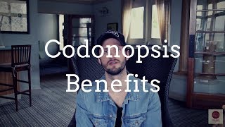 Codonopsis Benefits: Adaptogen, Blood Tonic, Circulatory