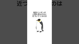 皇帝ペンギンの面白い生態〜ゆるい動物雑学　#動物図鑑 #動物豆知識 #コウテイ #ペンギン