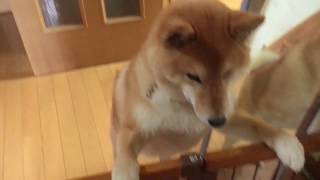 【柴犬どんぐり】飼い主に再会したときの反応