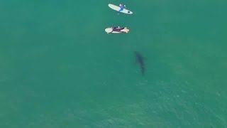 サーファーのすぐ近くを泳ぐホホジロザメ、海水温上昇が影響　米西海岸