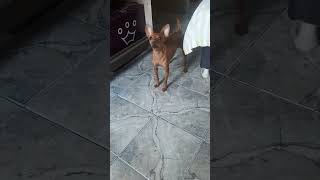 Latido do cachorro pinscher com fome!!!