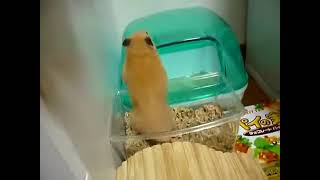 Goldenhamsterのキンクマさん、ケージから脱走