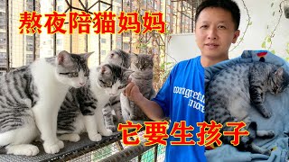 母貓要生孩子了，傑少熬夜陪在它身邊，原來人和動物之間還可以建立這樣的信任The mother cat gave birth【我是杰少】