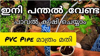 PVC Pipe മാത്രം മതി| ഇനി പന്തൽ ഇല്ലാതെ പാവൽ കൃഷി ചെയ്യാം|portable bittergourd farming trick