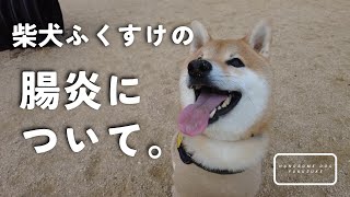 柴犬ふくすけの腸炎について