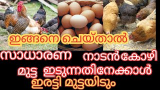 നാടൻ കോഴികളിൽ നിന്നും/ വർഷത്തിൽ സാധാരണ ഇടുന്നതിനേക്കാൾ ഇരട്ടി മുട്ട ലഭിക്കും#poultry#poultryfarm