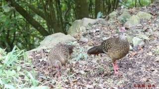 藍腹鷴~雌鳥 Swinhoe's Pheasant ♀