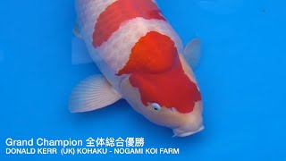 Grand Champion 66th Nagaoka Koi Show 2019