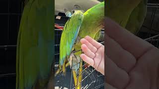 Seagulls can be dangerous for a free flying macaw