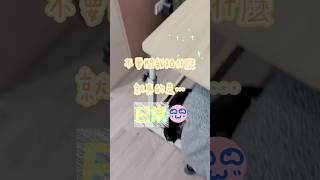 ◤喵什摸日常◢不要問我拍什麼⋯因為我真的是在拍日常🤪 #喵星人 #我們這喵家 #cat