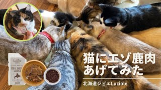 猫にエゾ鹿肉あげてみた〜北海道ジビエLuciole〜