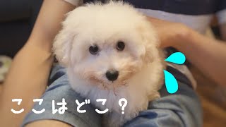 【お迎え】初めて家に来たトイプードルの子犬【白いトイプードル】