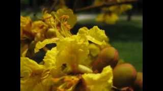 盾目柱(Yellow poinciana )