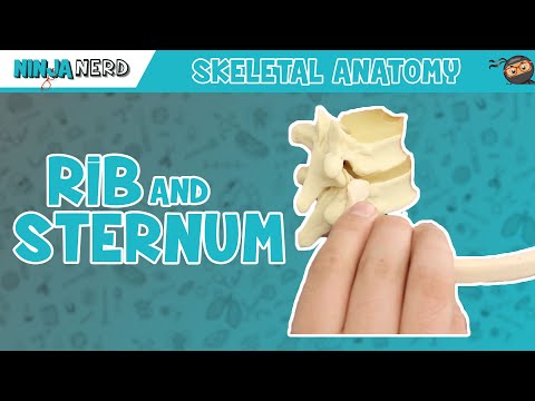 Is sternum same as rib cage?