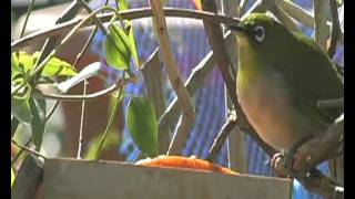 メジロ Zosterops japonicus(White-eye)