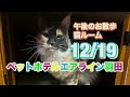 12 19 午後☁️ワンちゃんお散歩ドックラン〜 猫ちゃん〜キャットルームのご様子です♪羽田空港近くのペットホテルエアライン羽田にご宿泊中のペットちゃん達です♡無料送迎なので楽々チェックイン‼︎