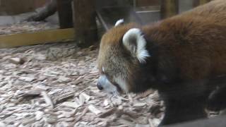 唯一展示されていたレッサーパンダのロン君　茶臼山動物園へ行って来ました！　00379