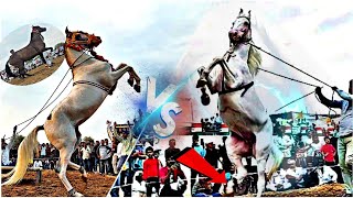 NEW MARWADI HORSE DANCE ||NEW MARWADI SONG ||SUPER HIT DANCE #viral #dance #trending #horse #super