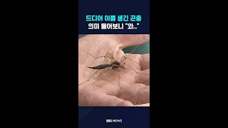 드디어 이름 생긴 곤충, 의미 들어보니 \