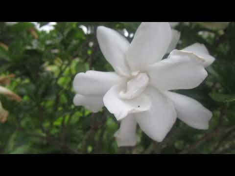 How do you get a gardenia to bloom?