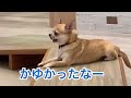 〔福岡　粕屋〕犬カフェrioイオンモール福岡店　　　おやつ争い活発な犬達と人間のモデル顔負けのモデルショットを見せてくれる犬が最高だった