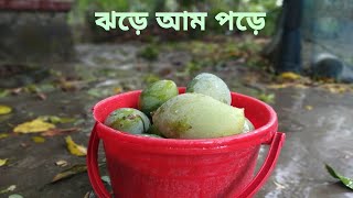 কালবৈশাখী ঝড়ে আম কুড়াচ্ছি | Picking mangoes in the storm | Village life | Ripe Mangoes | BD