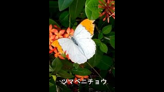 沖縄本島　サンダンカの花とツマベニチョウ　#shorts　#沖縄　＃ヤンバル　＃蝶