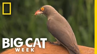 Easy Prey | The Unlikely Leopard