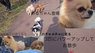 新しい家族を迎えてパワーアップ 3匹でお散歩は疲れちゃう？！