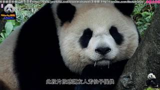 20170121 圓仔睡到流超長口水 The Giant Panda Yuan Zai