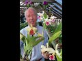 Endearing Qualities of Cattleya rex