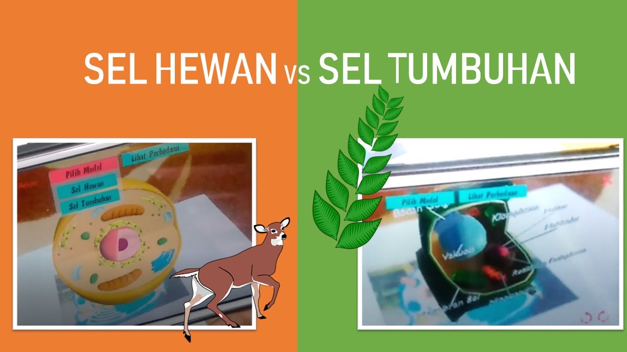 PERBEDAAN SEL HEWAN DAN SEL TUMBUHAN - YouTube